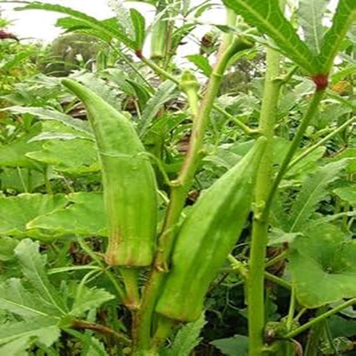 Abelmoschus Vegetable Seeds for Planting  Heirloom & Non-GMO Garden Seeds for Edible Tropical Pods