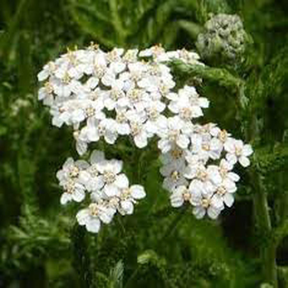 Achillea Millefolium Flower Seeds for Planting  Drought Tolerant, Heirloom, Non-GMO, High Germination Garden Seeds
