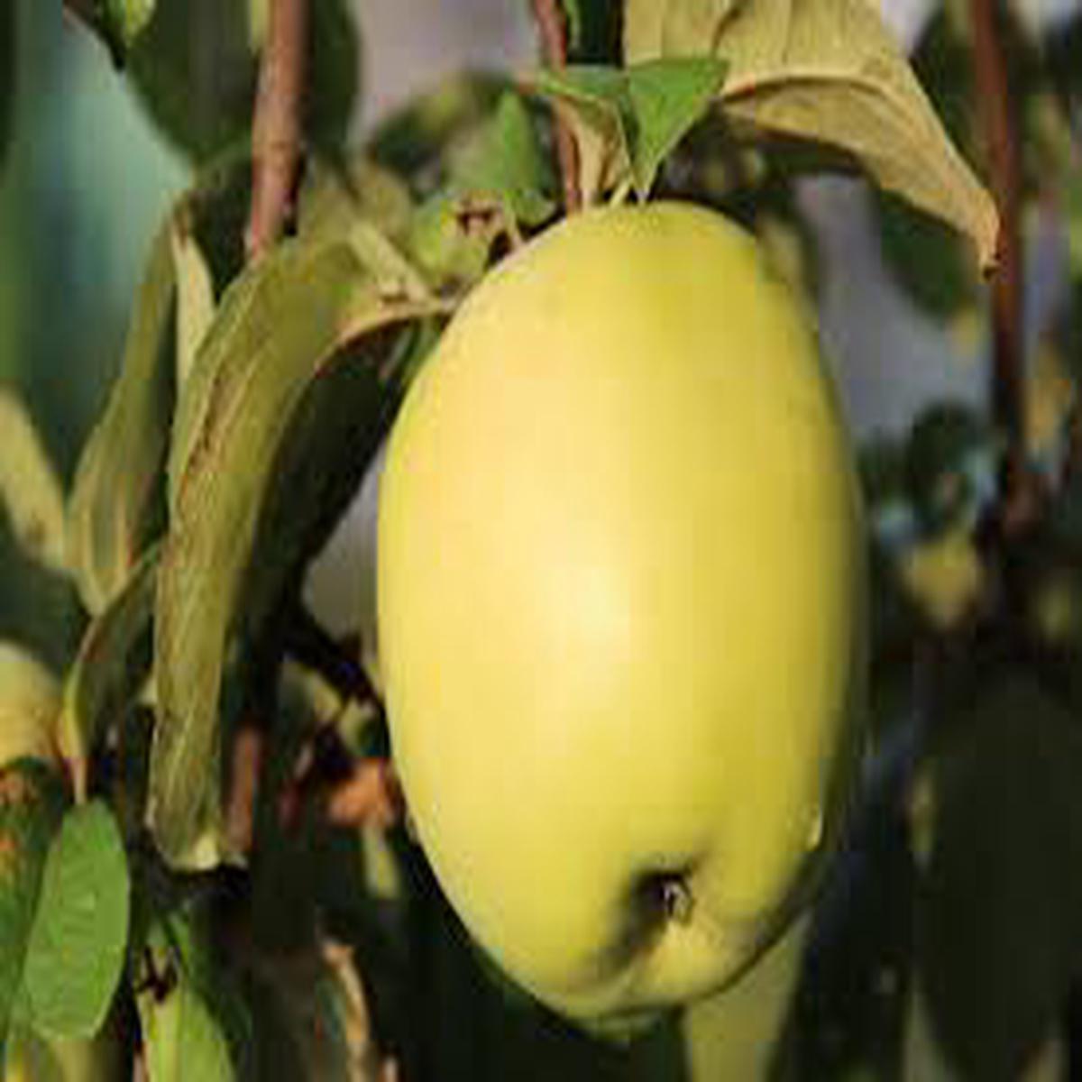 Antonovka Apple seeds for planting - Heirloom & Non-GMO hardy fruit tree garden seeds