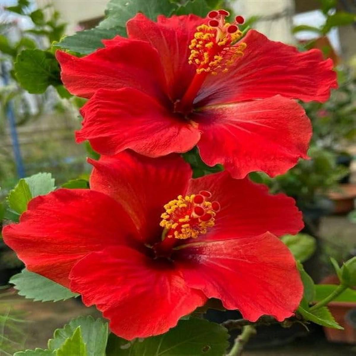 Hibiscus Rosa-sinensis Flower Seeds for Planting Low Maintenance, Heirloom, Non-GMO, Organic Garden Seeds