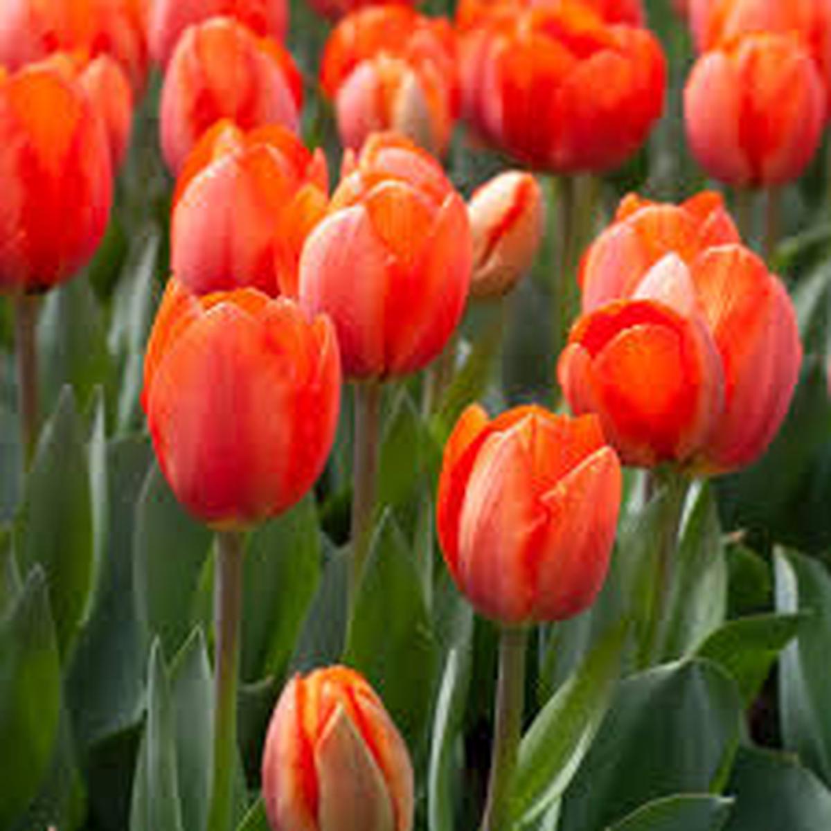 Deep Orange Tulip Flower Seeds for Planting  Heirloom Non-GMO Organic Garden Seeds  Bright Blooms, High Germination