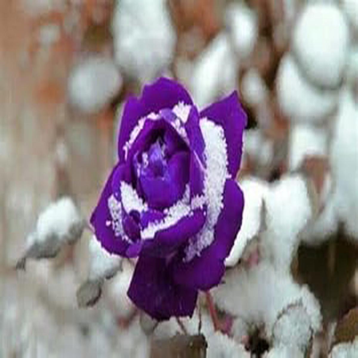 Lavender Snow Rose Flower Seeds for Planting Heirloom, Non-GMO, Long Bloom Season, High Germination