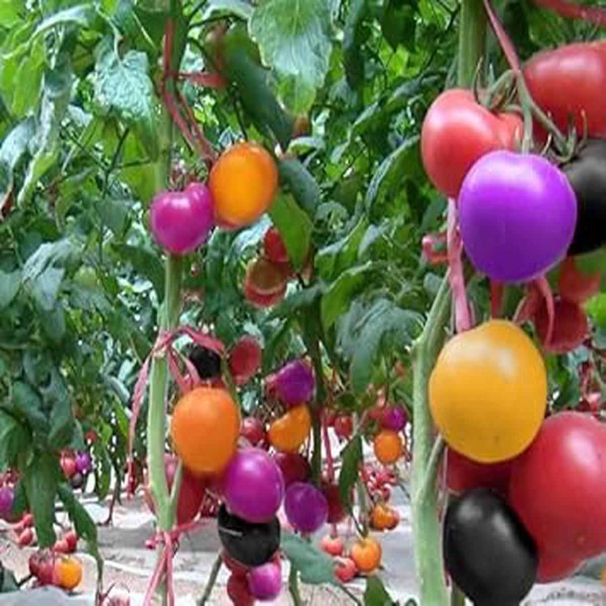 Rainbow Tomato Vegetable Seeds for Planting Heirloom & Non-GMO Garden Seeds for Vibrant Multi-Color Harvests