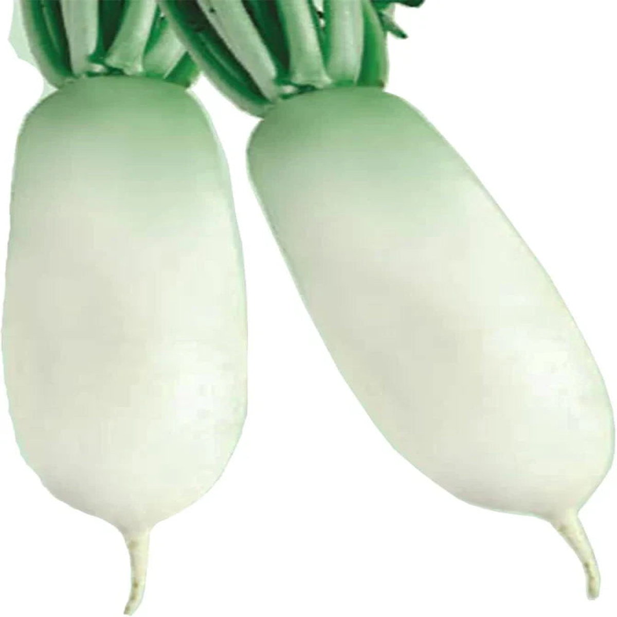Alpine Radish Vegetable Seeds for Planting Heirloom Non-GMO Cool Climate Fast Growers High Germination Organic Garden Seeds