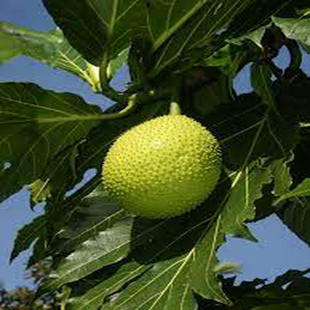 Artocarpus Breadfruit Fruit Seeds for Planting Heirloom Non-GMO Tropical Tree Seeds with High GerminationSeeds