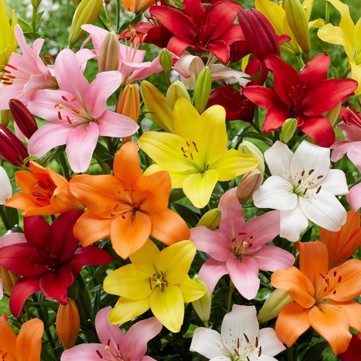 Mixed Di Giglio Flower Seeds for Planting Heirloom Non-GMO, High Germination Organic Garden Seeds