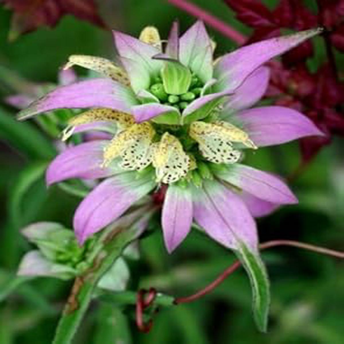 Purple Monarda Punctata Flower Seeds for Planting | Heirloom Non-GMO High Germination Organic Garden Seeds