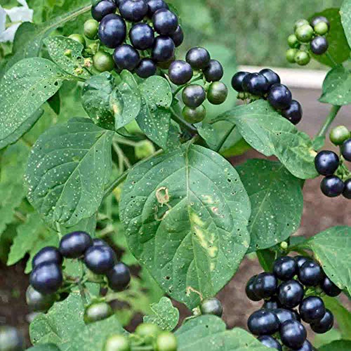 Black Huckleberry fruit seeds for planting Heirloom & Non-GMO garden seeds, tangy berries for wild gardens