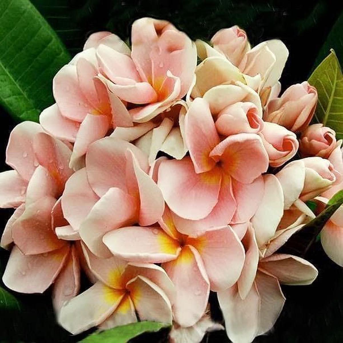 Peach Frangipani Flower Seeds for Planting Heirloom Non-GMO, High Germination Organic Garden Seeds