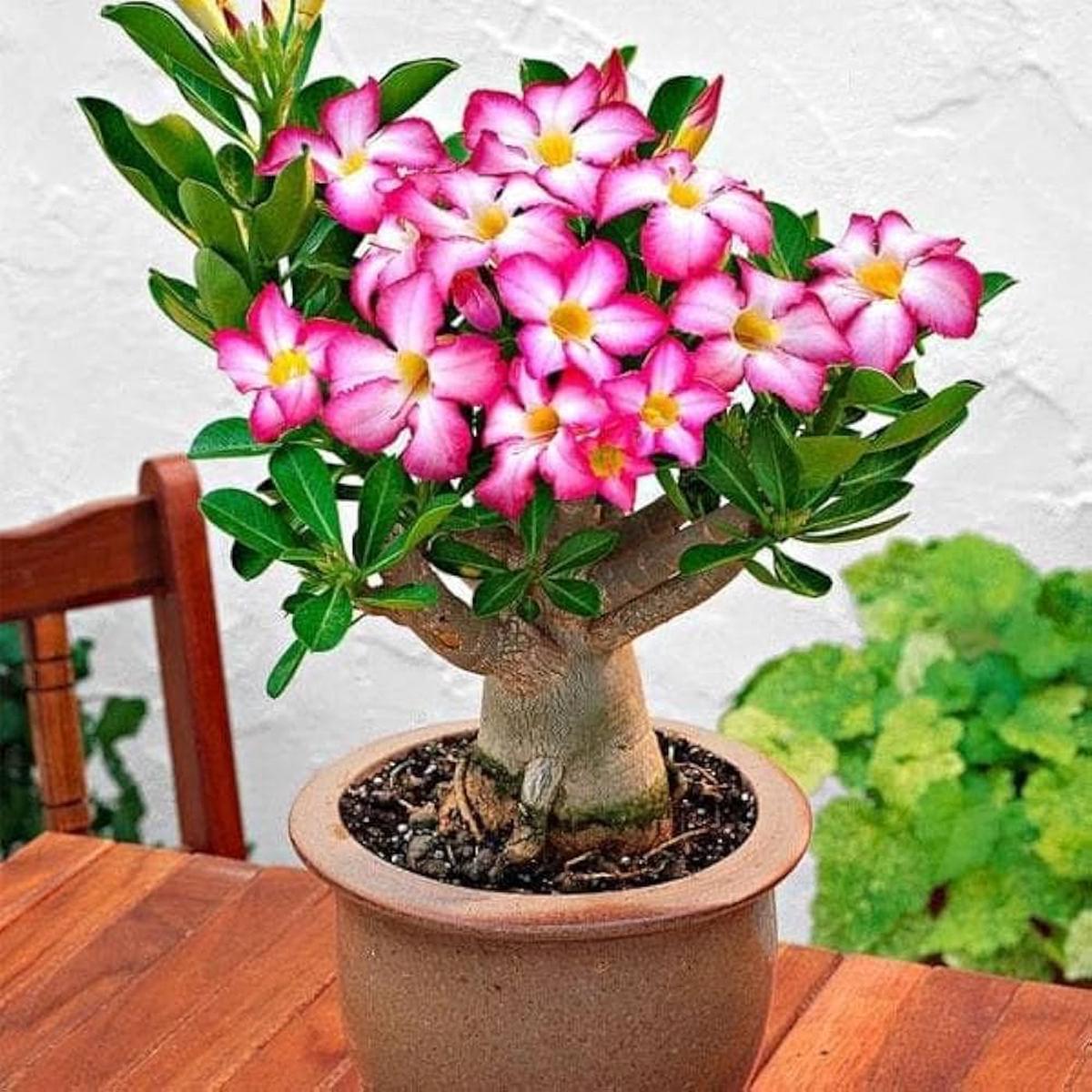 Adenium Arabicum Seasonal Bloomer Heirloom NonGMO Seeds for Planting High Germination Organic Garden Seeds