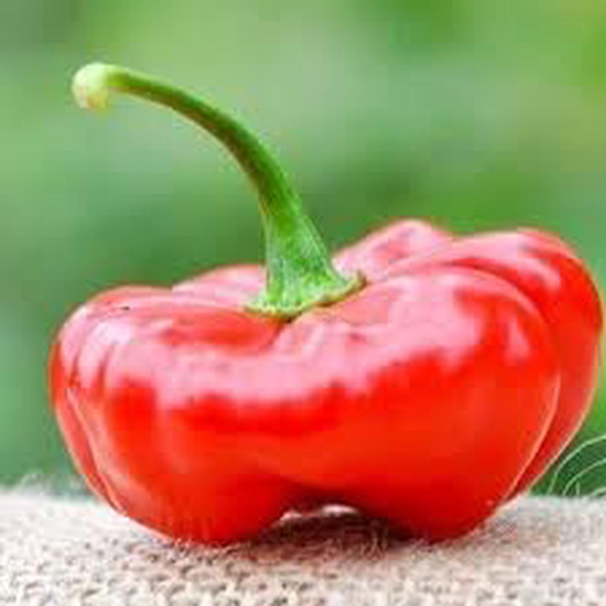 Aji Pepper Seeds for Planting  Heirloom & Non-GMO, High Germination Organic Garden Seeds for Bold Chili Flavor
