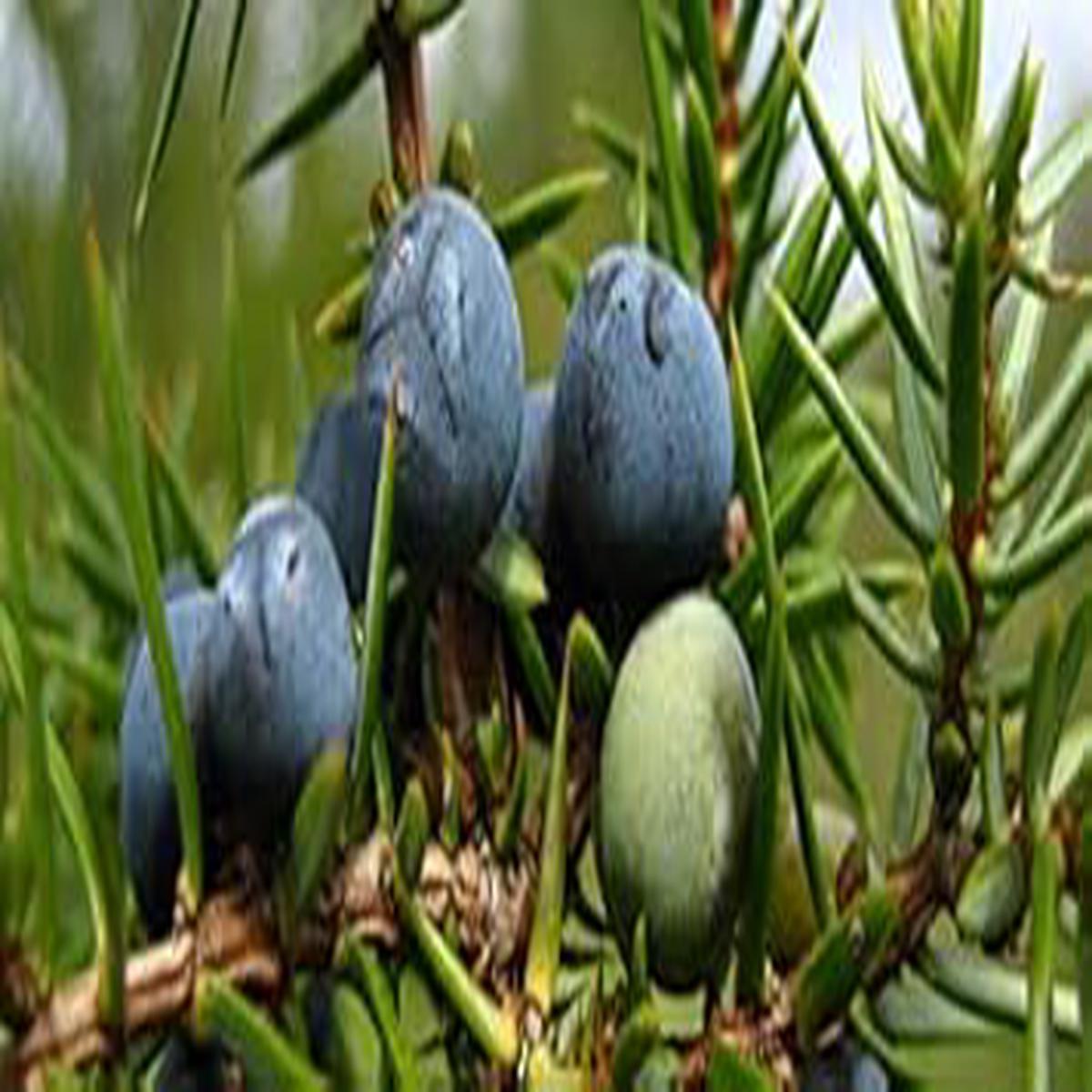 Black Juniper Berries fruit seeds for planting - Heirloom & Non-GMO Garden seeds