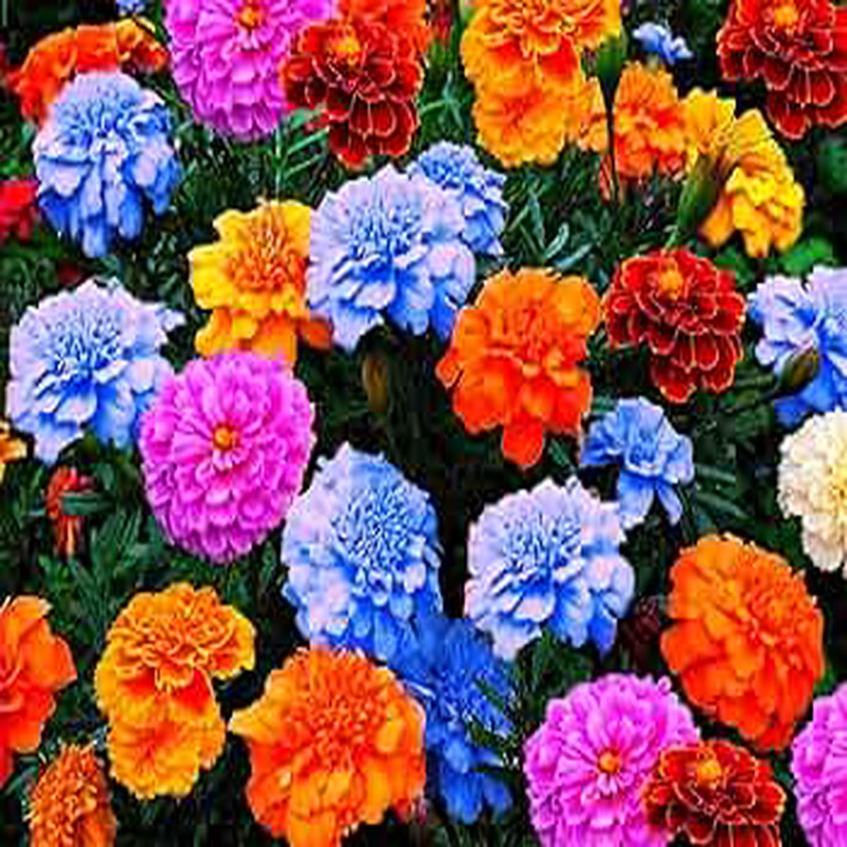 Mixed Colour Marigold Flower Seeds for Planting  Heirloom, Non-GMO, Organic Garden Seeds, High Germination