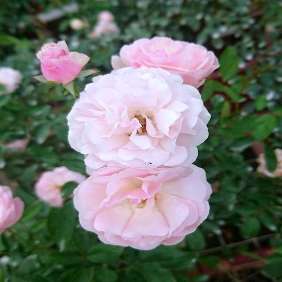 Pink Snow Rose Flower Seeds for Planting Heirloom, Non-GMO & High Germination Organic Garden Seeds