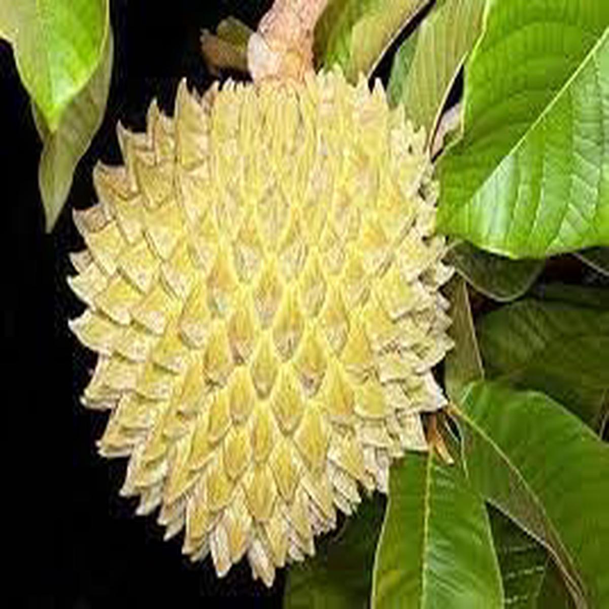 Annona Purpurea fruit seeds for planting  Heirloom & Non-GMO garden seeds, rare exotic fruit variety