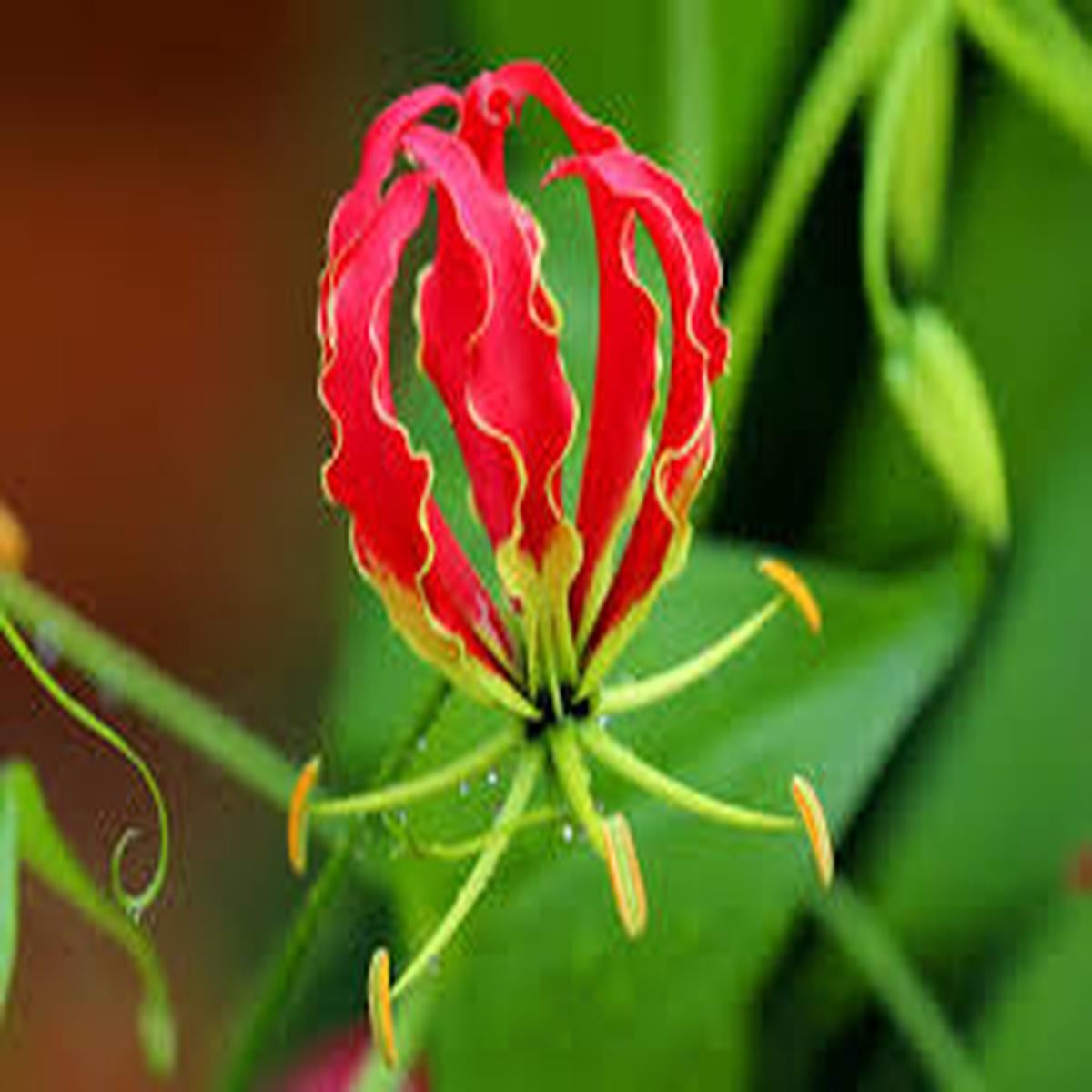 Flamme Lilien Flower Seeds for Planting Compact Growth, Heirloom & Non-GMO Organic Garden Seeds