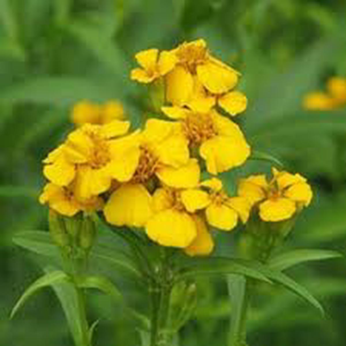 Mint Marigold Flower Seeds for Planting Shade Tolerant, Heirloom, Non-GMO & High Germination Seeds