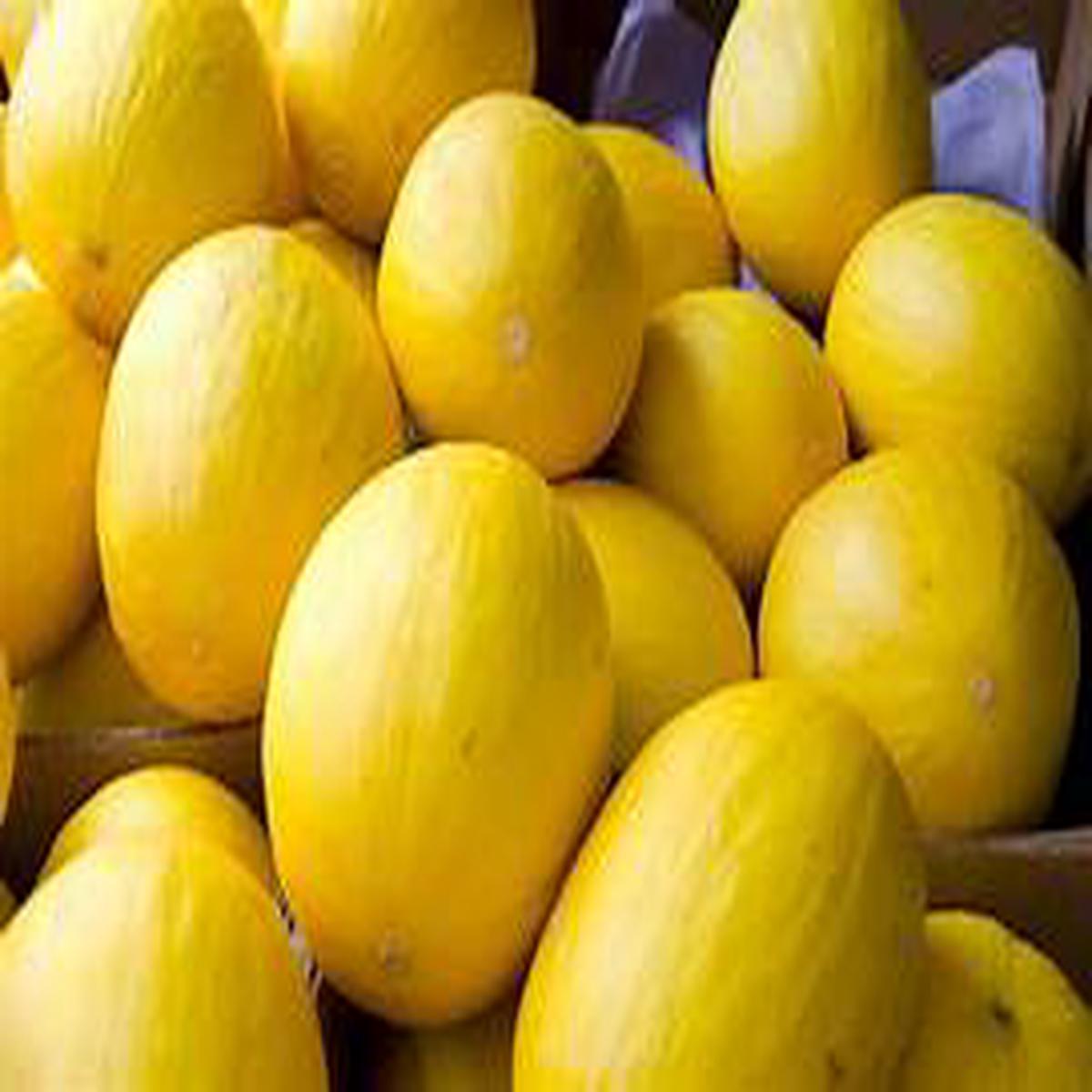 Yellow Melon Fruit Seeds for Planting  Heirloom & Non-GMO Garden seeds, refreshing melons for summer harvests