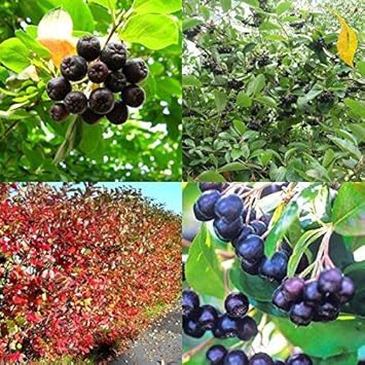 Aronia Melanocarpa Fruit Seeds for Planting Heirloom, Non-GMO, High Germination Organic Superfood Garden Seeds