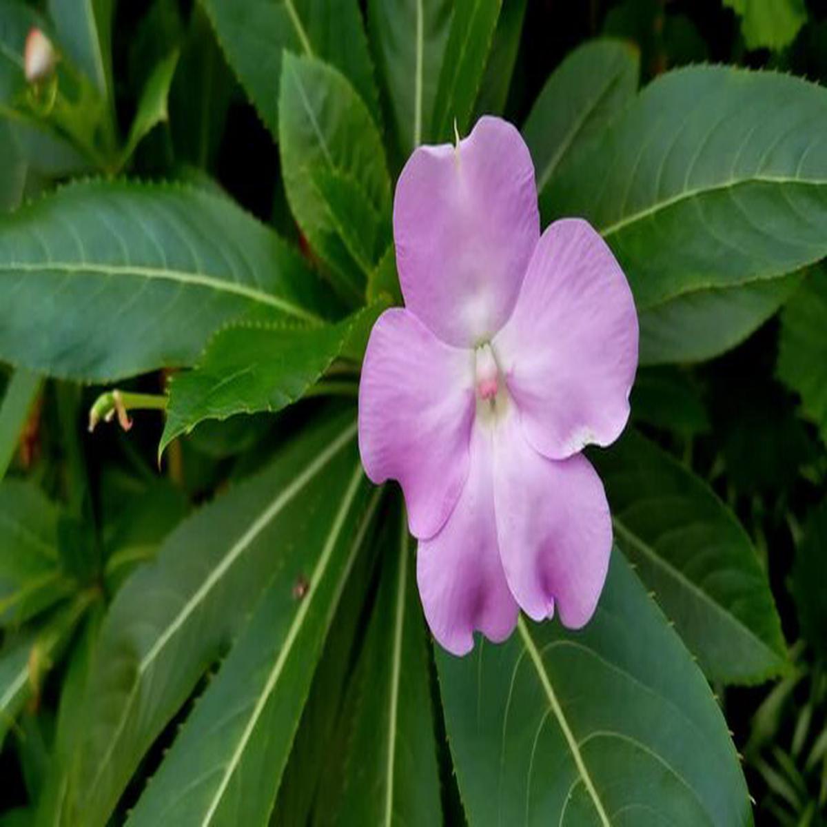 Balsamine Flower Seeds for Planting Heirloom Non-GMO, High Germination Organic Garden Seeds