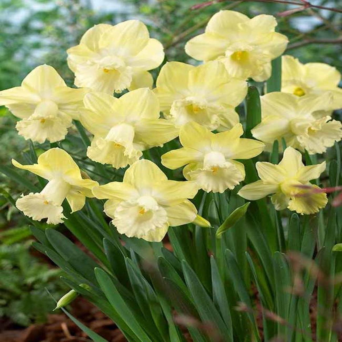 Light Yellow Daffodil Flower Seeds for Planting Heirloom Non-GMO Organic Garden Seeds with High Germination