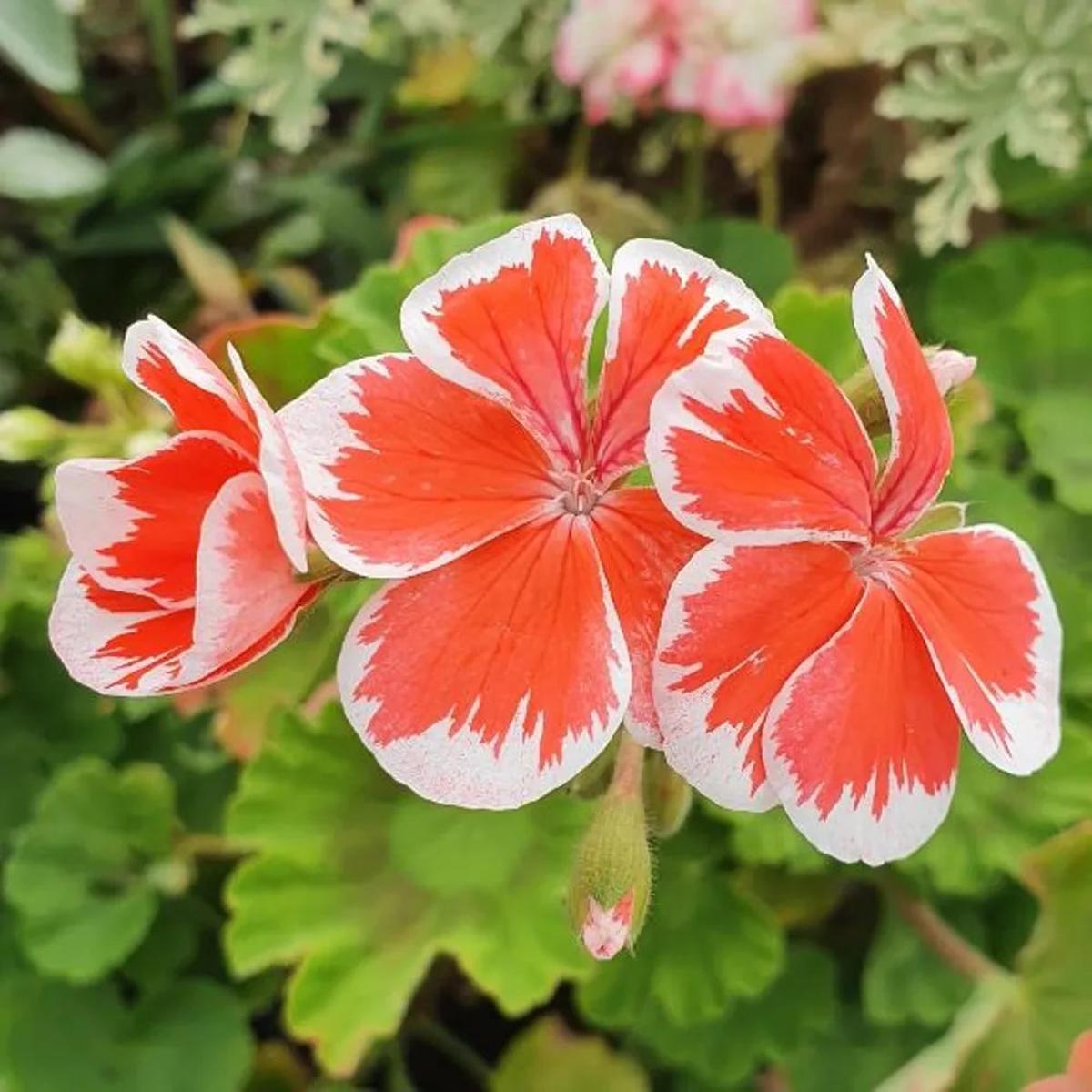 White Orange Pelargonium Flower Seeds for Planting Heirloom, Non-GMO, High Germination Organic Garden Seeds