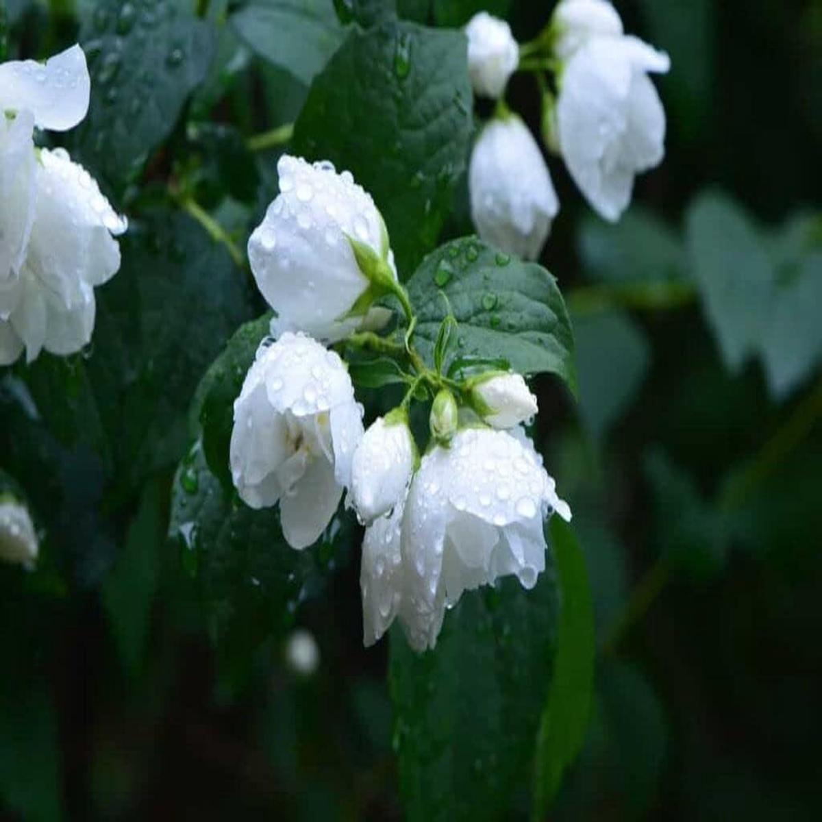 White Flower Pot Flower Seeds for Planting Heirloom, Non-GMO, Long Bloom Season Organic Garden Seeds