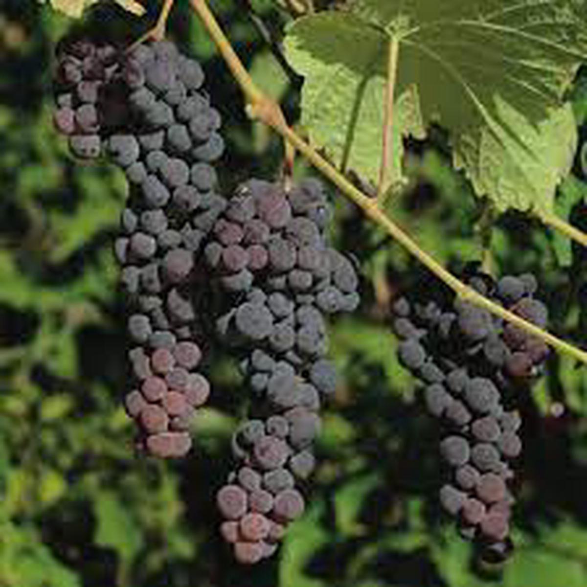 Black Corinth Grape Fruit Seeds for Planting  Heirloom, Non-GMO Sweet Tangy Garden Vine Seeds