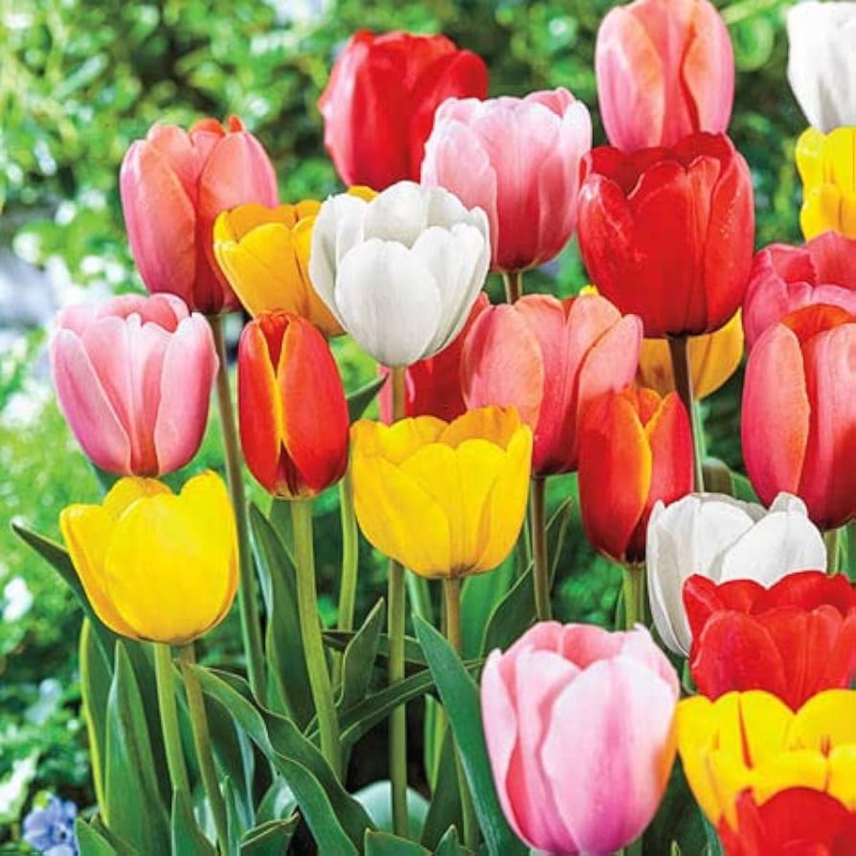 Tulip Flower Seeds Heirloom Non-GMO Colorful Garden Seeds for Planting