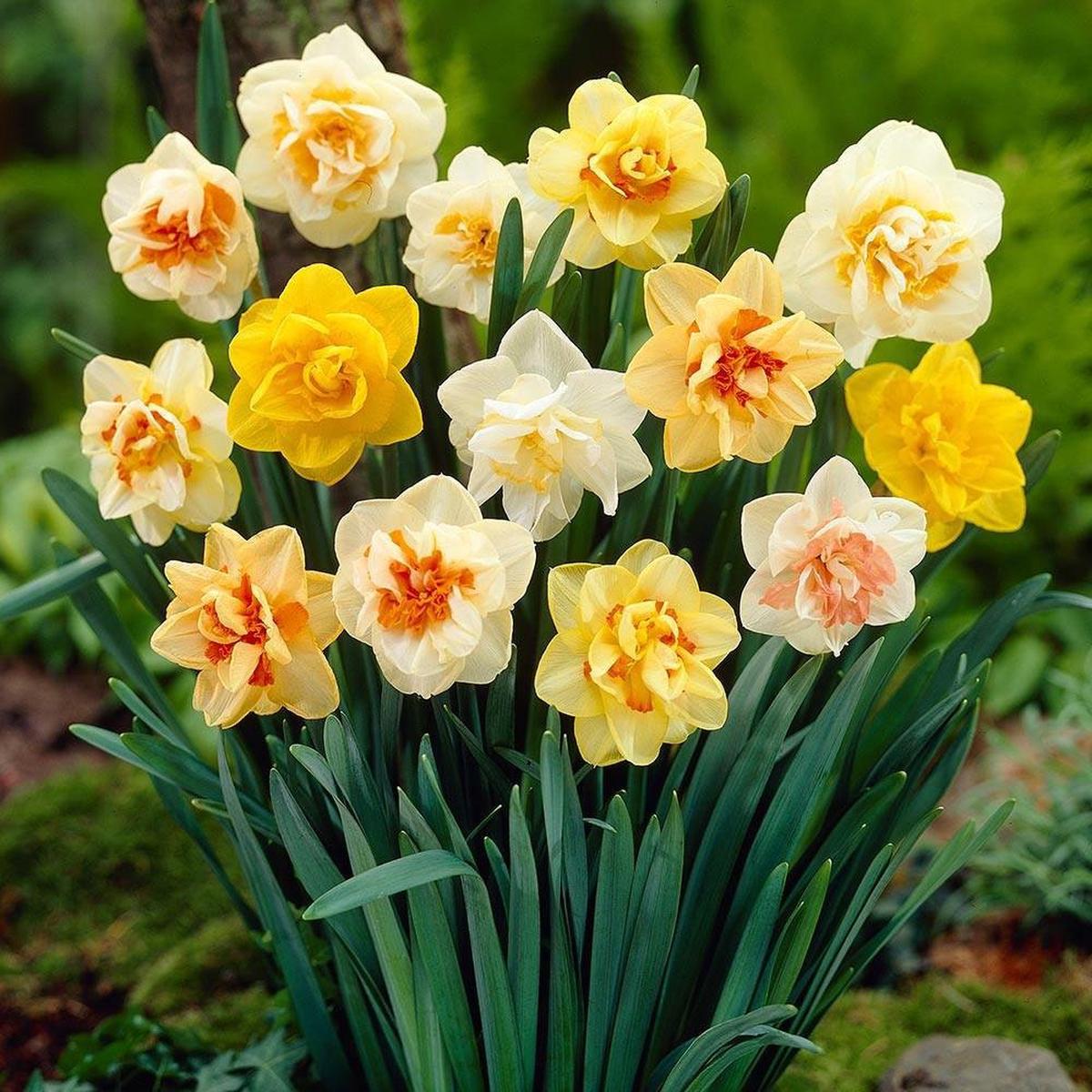 Mixed Daffodil Narcissus Flower Seeds for Planting Long Bloom Season Heirloom, Non-GMO, High Germination Garden Seeds