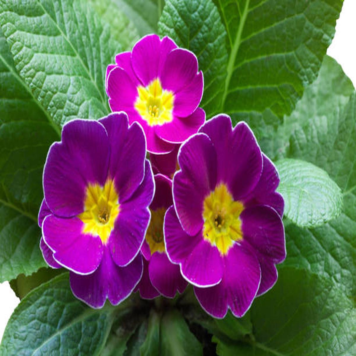 Primula Flower Seeds for Planting, Violet Heirloom, Non-GMO, High Germination Organic Garden Seeds