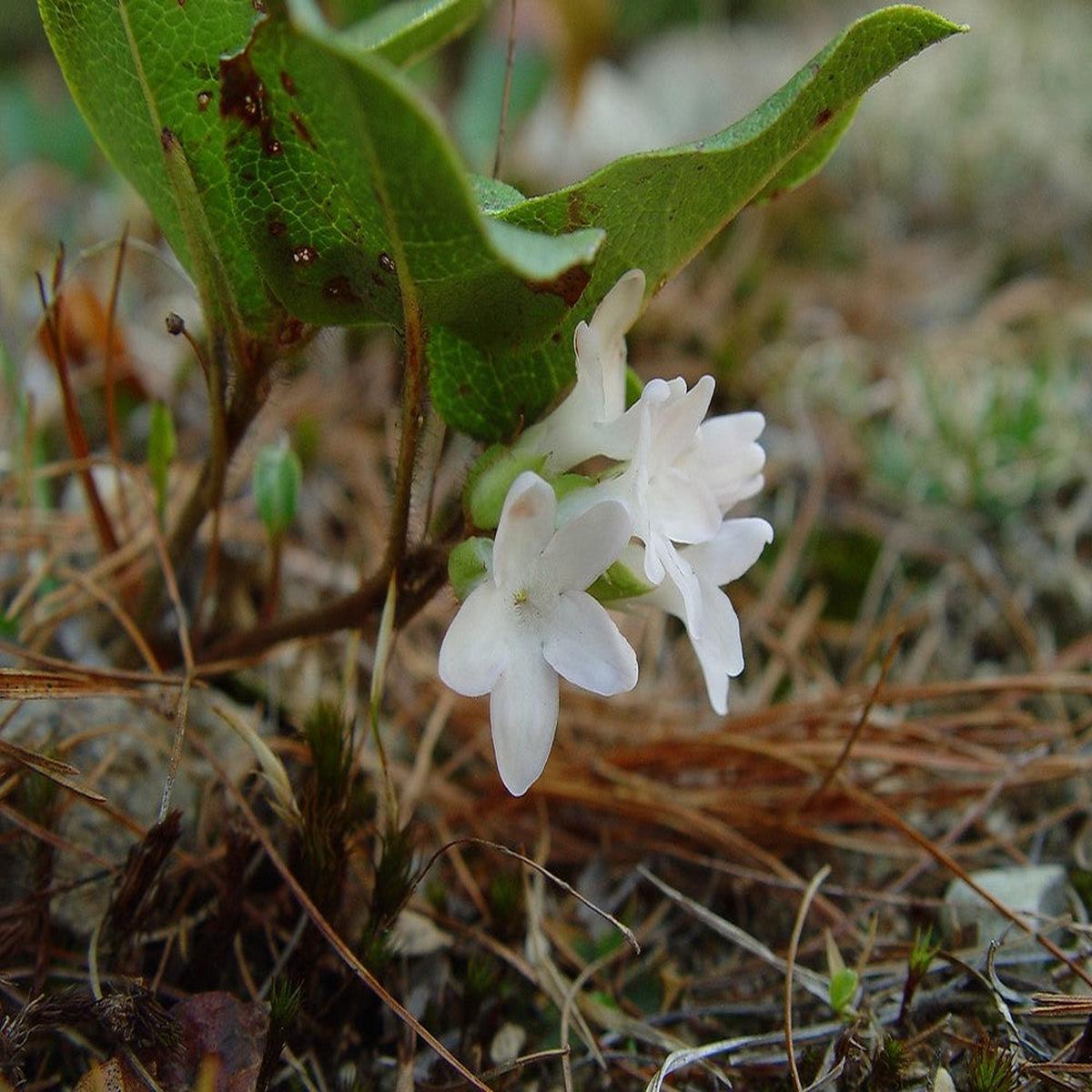 Trailing Arbutus Seeds for Planting Heirloom, Non-GMO, High Germination Organic Garden Seeds for Vibrant Home Gardens