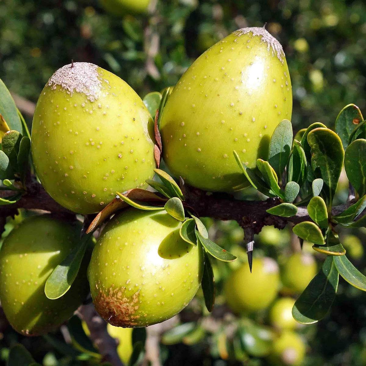 Argania Spinosa Fruit Seeds for Planting Heirloom, Non-GMO, Nutritious Aromatic Harvest Seeds
