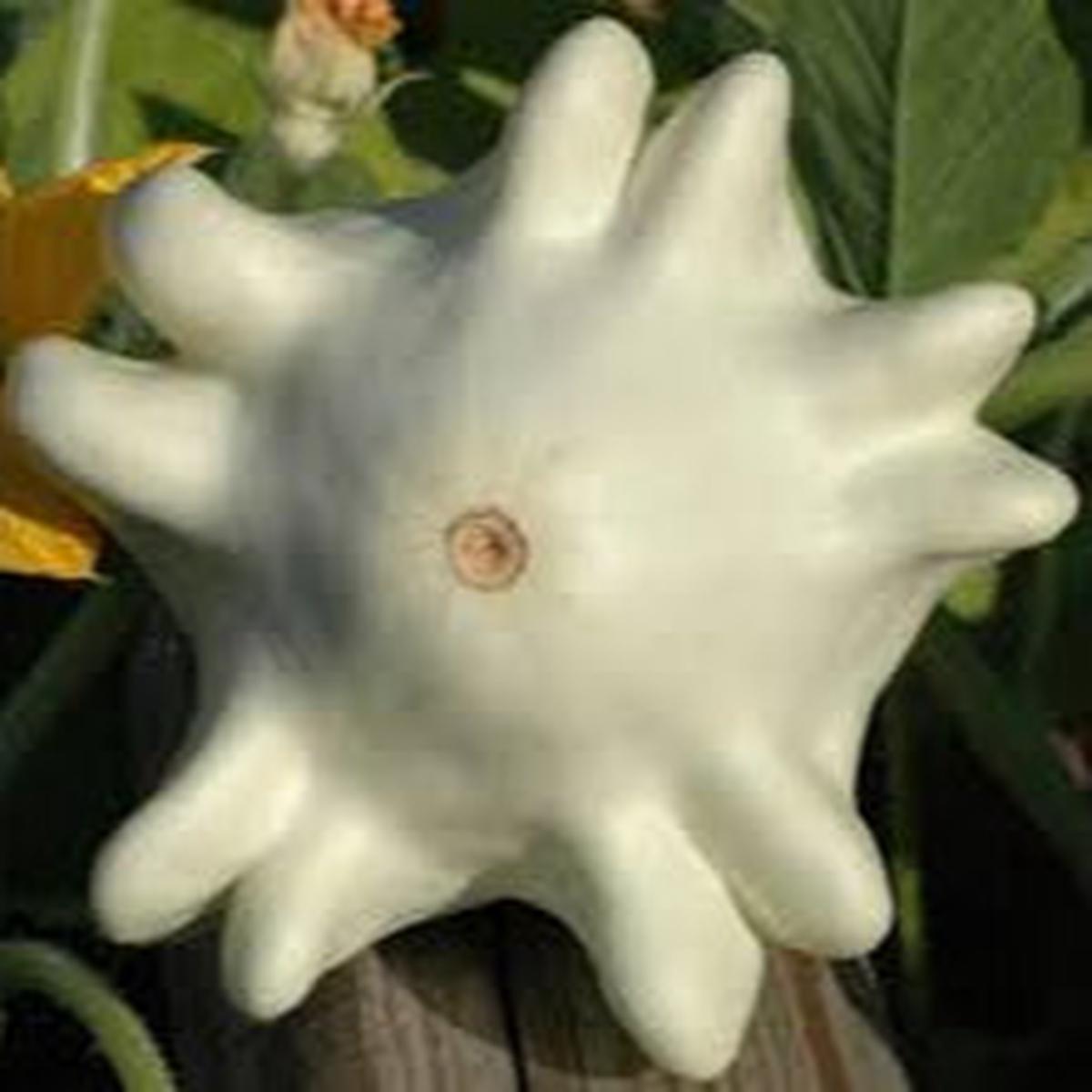 Yugoslavian Finger Squash fruit seeds for planting - Heirloom & Non-GMO Garden seeds for rare homegrown fruits
