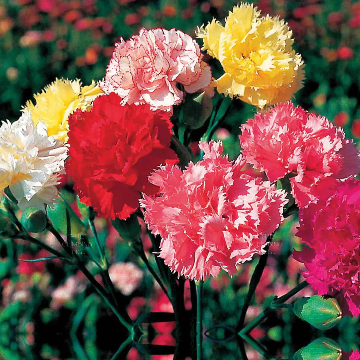 Carnation Flower Seeds for Planting  Heirloom Non-GMO, High Germination Organic Garden Seeds