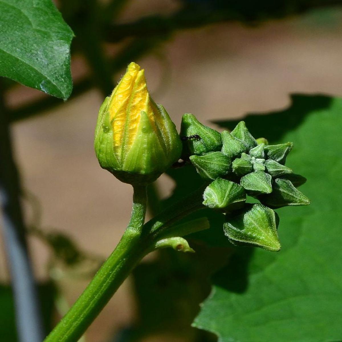 Luffa Flower Seeds for Planting Heirloom, Non-GMO, High Germination Organic Garden Seeds