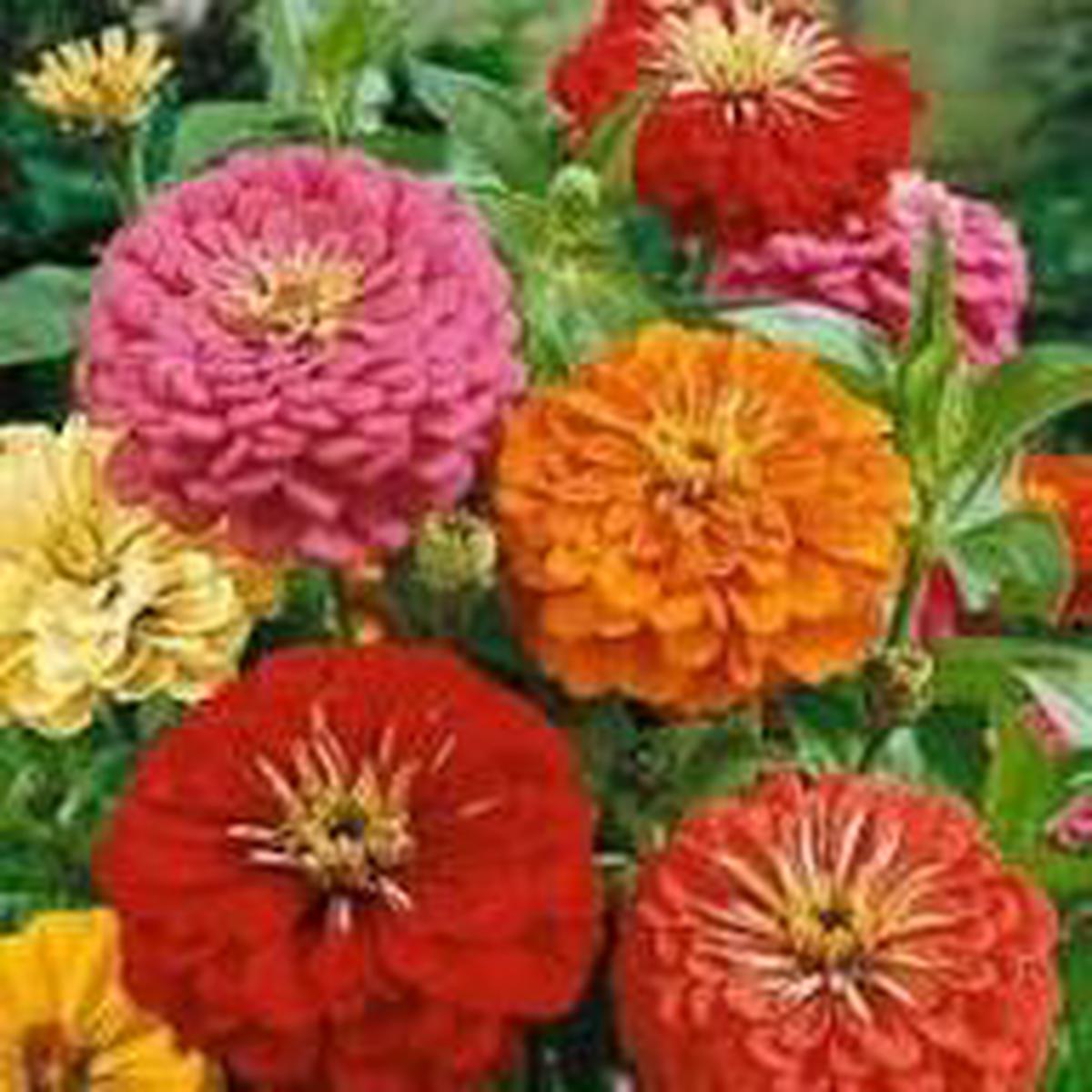 Zinnia Orange Flower Seeds for Planting Bright Blooms | Heirloom, Non-GMO, High Germination Seeds