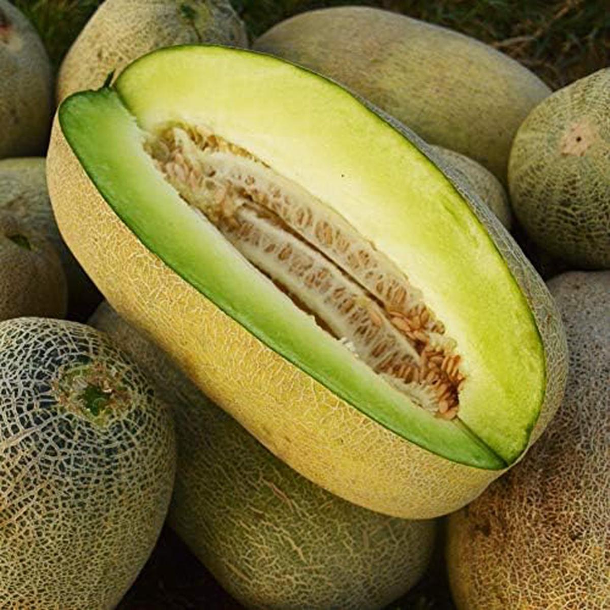 Bateekh Samara Melon fruit seeds for planting  Heirloom & Non-GMO garden seeds, sweet refreshing variety