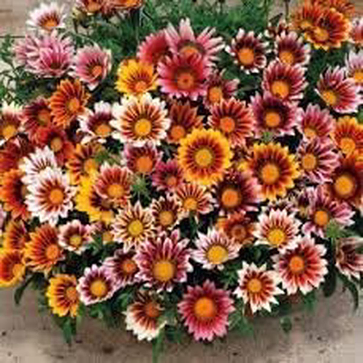 Heirloom Gazania Flower Seeds for Planting Non-GMO, Pollinator Friendly Organic Garden Seeds