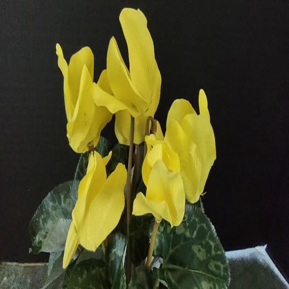 Light Yellow Cyclamen Flower Seeds for Planting  Heirloom Non-GMO, High Germination Organic Garden Seeds