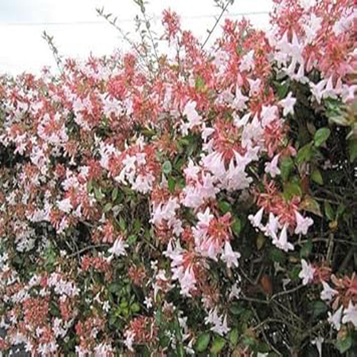 Multi-Colored Abelia Flower Seeds for Planting  Heirloom, Non-GMO, High Germination Organic Garden Seeds