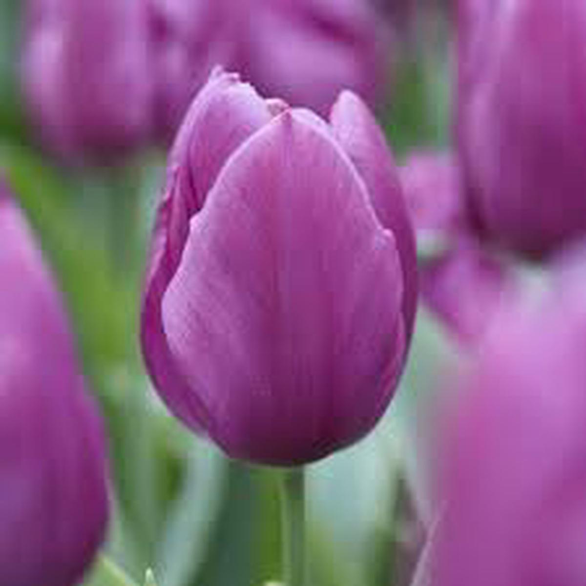 Purple Odorous Tulip Flower Seeds for Planting Heirloom, Non-GMO Compact Organic Garden Seeds