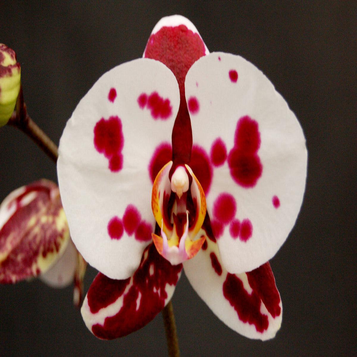 White Red Phalaenopsis Orchid Flower Seeds for Planting  Heirloom Non-GMO, High Germination Organic Garden Seeds
