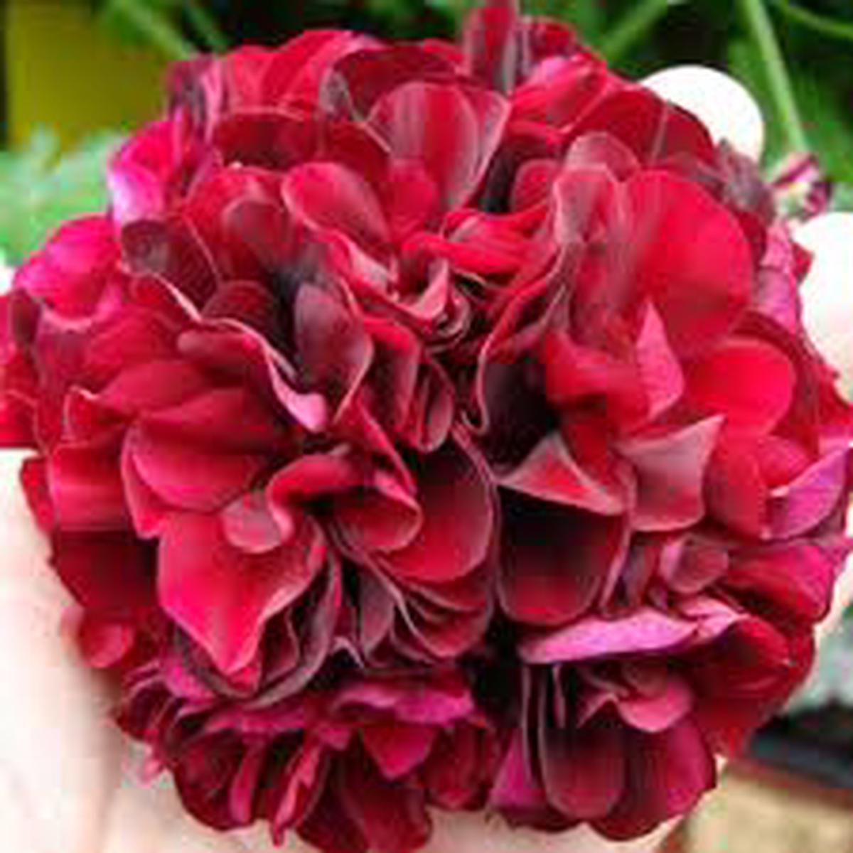 Dark Red Pelargonium Flower Seeds for Planting  Heirloom, Non-GMO, High Germination Organic Garden Seeds