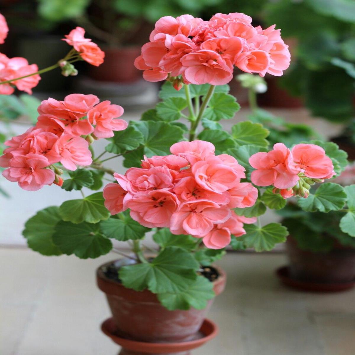 Light Orange Geranium Pelargonium Flower Seeds for Planting Heirloom, Non-GMO, High Germination