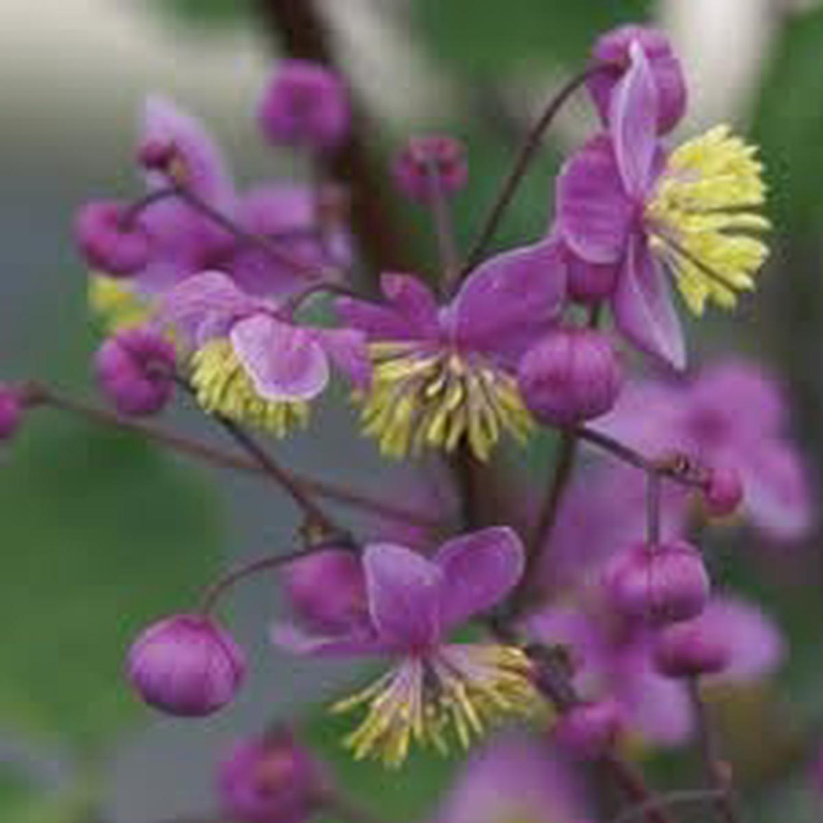 Meadow-Rue Flower Seeds for Planting Compact Growth, Heirloom, Non-GMO, High Germination Garden Seeds