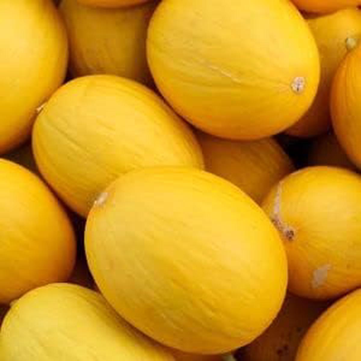 Yellow Hami Melon fruit seeds for planting - Heirloom & Non-GMO Garden seeds