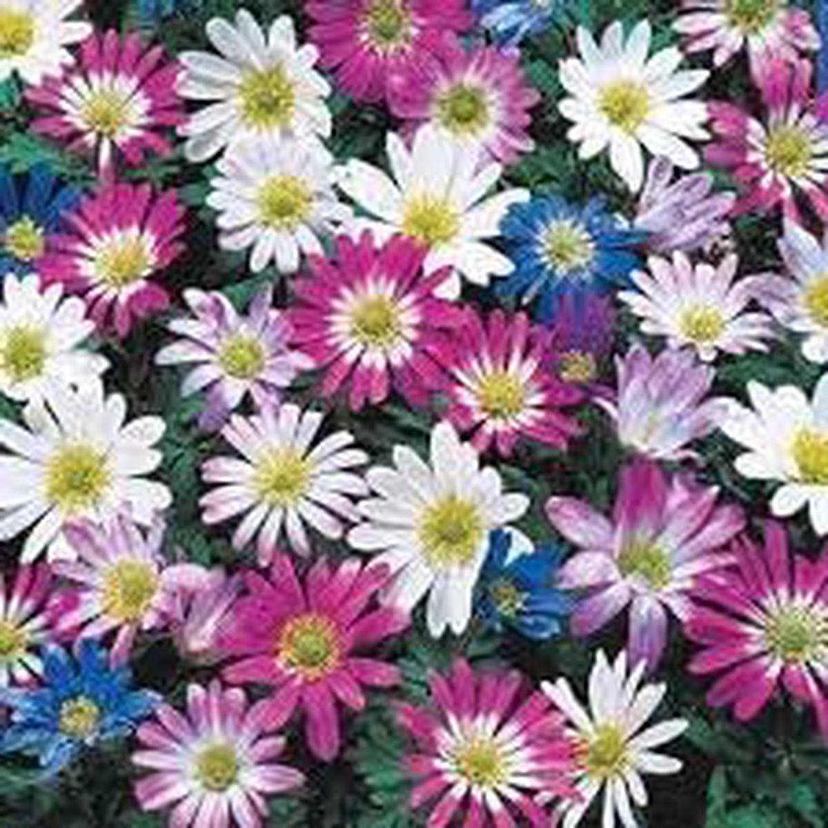 Anemone Blanda Flower Seeds for Planting Heirloom, Non-GMO, High Germination Organic Garden Seeds
