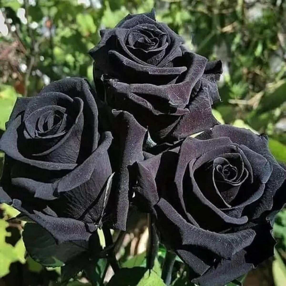 Black Holland Rose Flower Seeds for Planting Heirloom Non-GMO High Germination Organic Garden Seeds