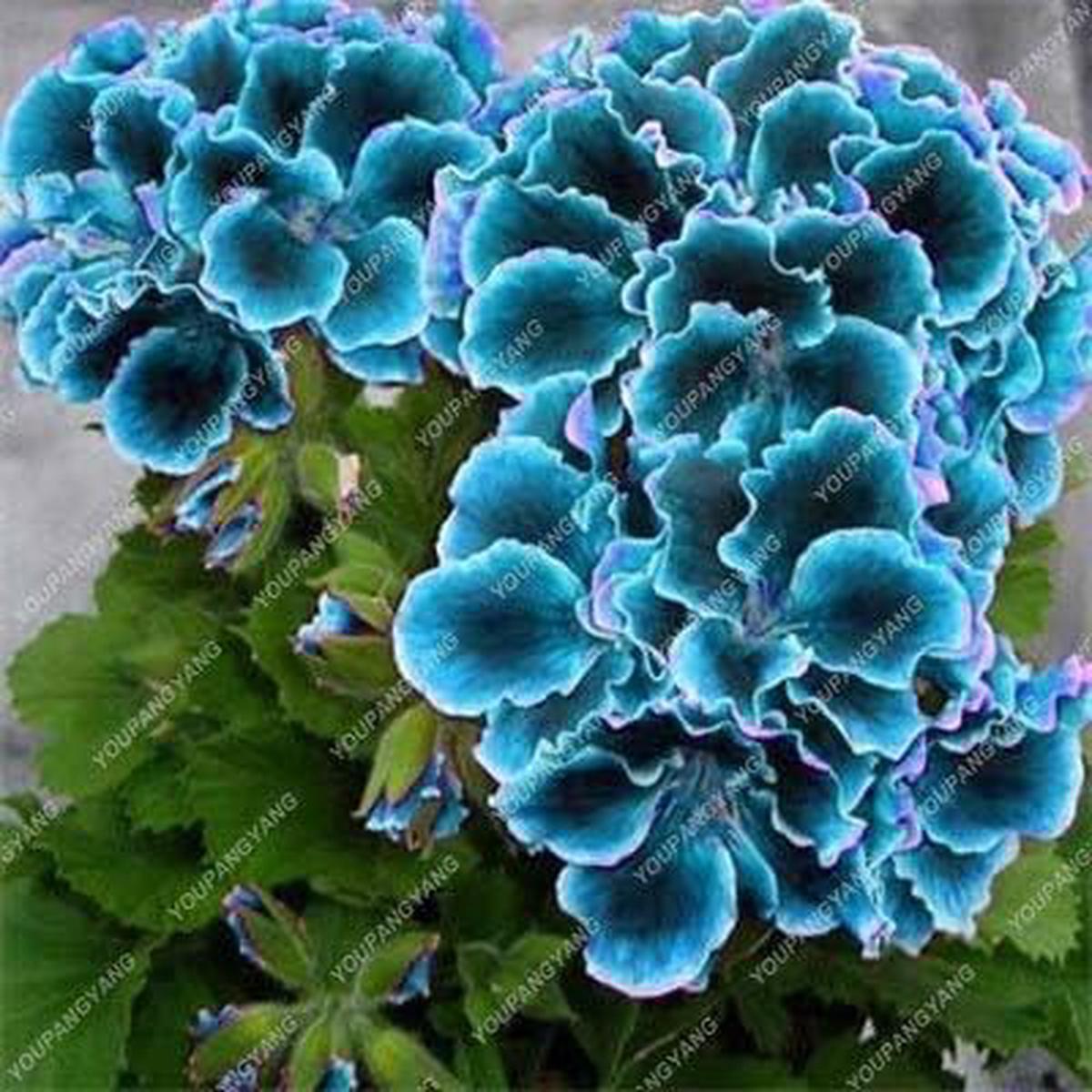 Blue Geranium Flower Seeds for Planting 100 pcs  Shade Tolerant, Heirloom, Non-GMO, High Germination Organic Seeds